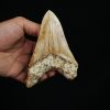 Diente fósil masivo de Megalodon