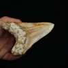 Diente fósil masivo de Megalodon