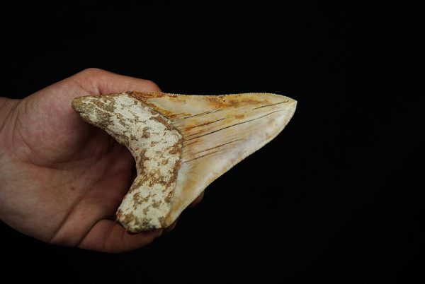 Diente fósil masivo de Megalodon