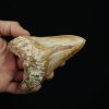 Diente fósil masivo de Megalodon