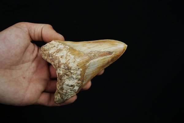Diente fósil masivo de Megalodon
