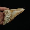 Diente fósil masivo de Megalodon