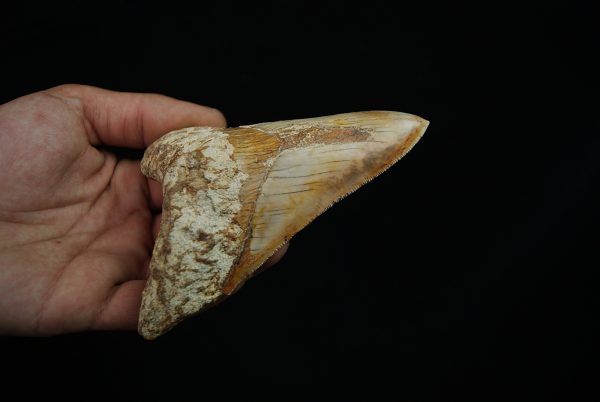 Diente fósil masivo de Megalodon