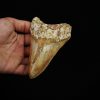 Diente fósil masivo de Megalodon