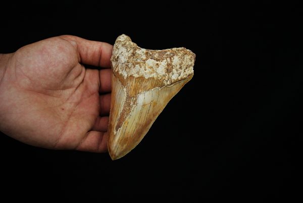 Diente fósil masivo de Megalodon