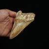 Diente fósil masivo de Megalodon