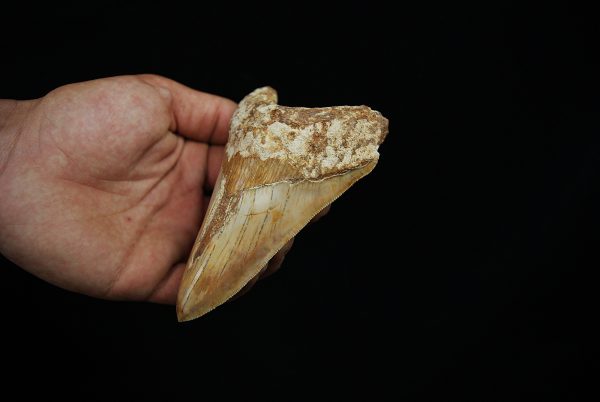 Diente fósil masivo de Megalodon