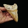 Diente fósil masivo de Megalodon
