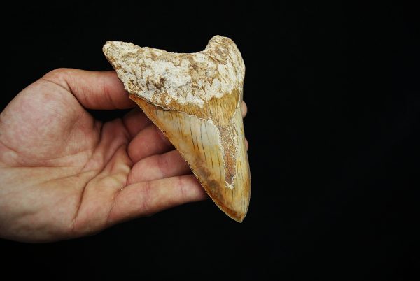 Diente fósil masivo de Megalodon