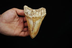 Diente fósil masivo de Megalodon