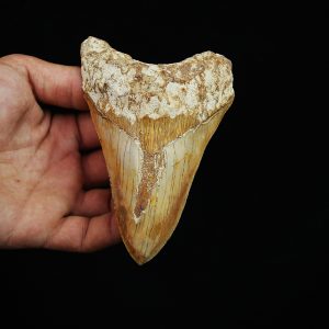 Diente fósil masivo de Megalodon