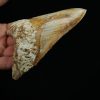 Diente fósil masivo de Megalodon