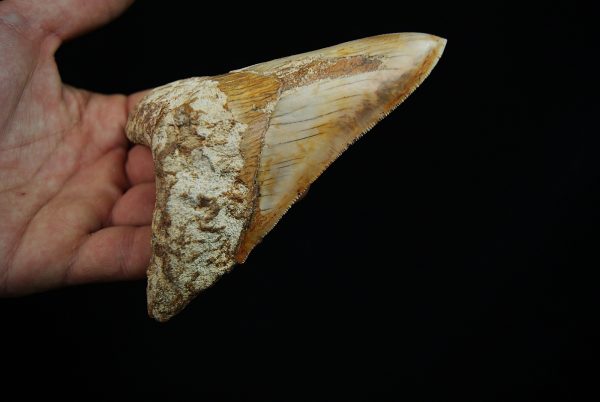 Diente fósil masivo de Megalodon