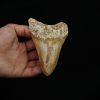 Diente fósil masivo de Megalodon