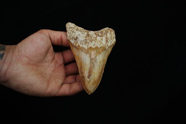 Diente fósil masivo de Megalodon