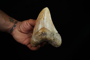 Diente fósil patológico de Megalodon