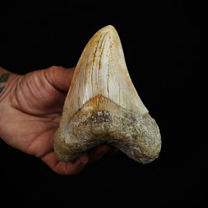 Diente fósil patológico de Megalodon