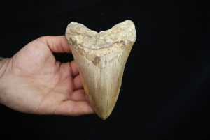 Diente fósil masivo de Megalodon
