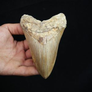 Diente fósil masivo de Megalodon