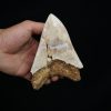 Megalodon – Una pieza única