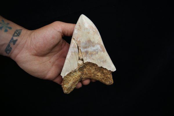 Megalodon – Una pieza única
