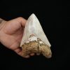 Megalodon – Una pieza única