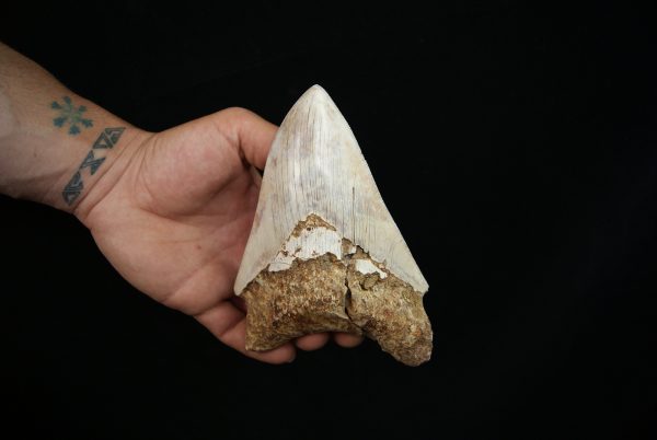 Megalodon – Una pieza única