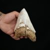 Megalodon – Una pieza única