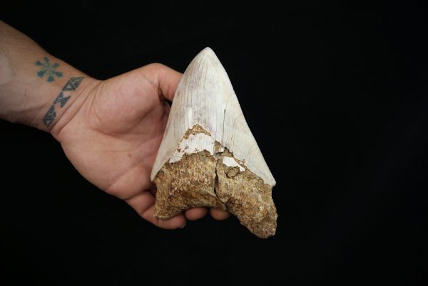 Megalodon – Una pieza única