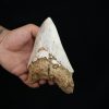 Megalodon – Una pieza única