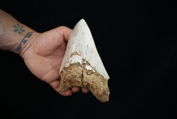 Megalodon – Una pieza única