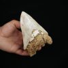 Megalodon – Una pieza única