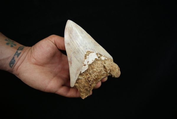 Megalodon – Una pieza única