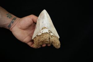 Megalodon – Una pieza única