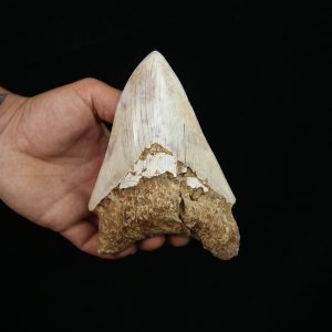 Megalodon – Una pieza única