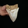 Megalodon – Una pieza única