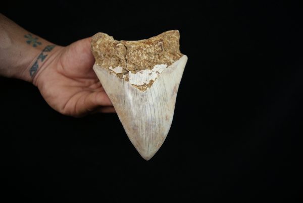 Megalodon – Una pieza única