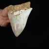 Megalodon – Una pieza única