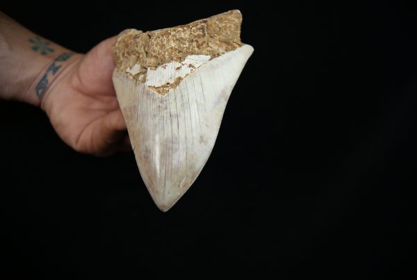 Megalodon – Una pieza única