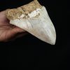 Megalodon – Una pieza única