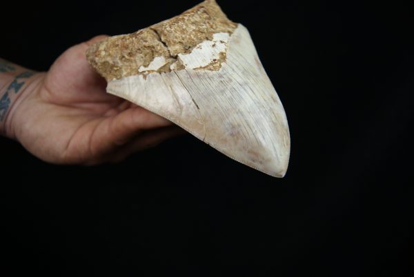 Megalodon – Una pieza única