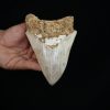 Megalodon – Una pieza única