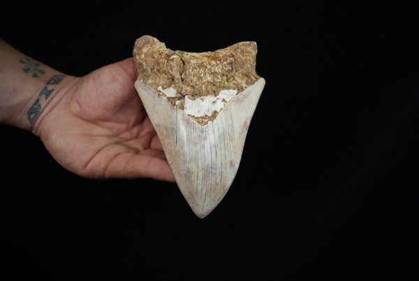 Megalodon – Una pieza única
