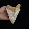 Megalodon – Una pieza única