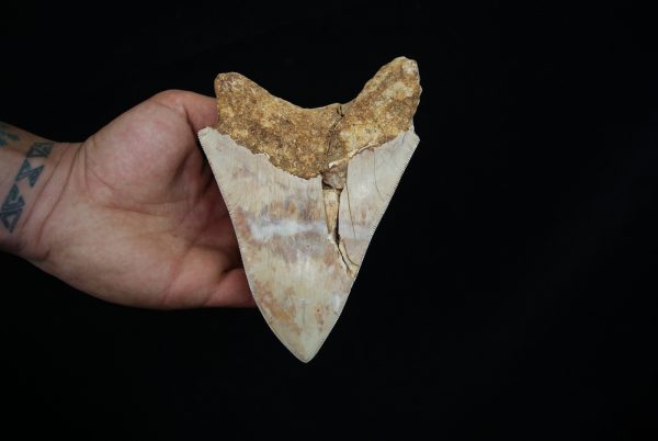 Megalodon – Una pieza única