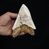 Megalodon – Una pieza única