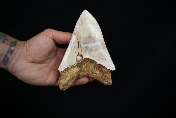 Megalodon – Una pieza única