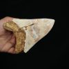 Megalodon – Una pieza única