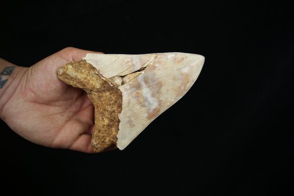 Megalodon – Una pieza única