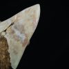 Megalodon – Una pieza única